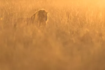 Male lion lying with head up in long grass coloured orange by the sunrise