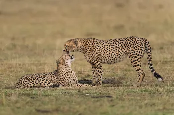 Herenigde cheetahbroers in de Masai Mara - fotosafari 'Migratie en Meren van de Grote Rift'
