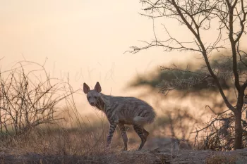 striped hyena looking back