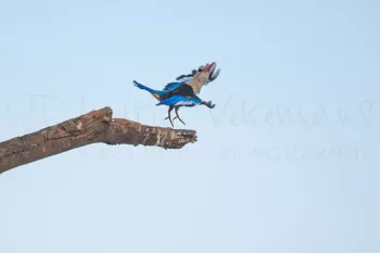 brown-headed kingfisher takes off