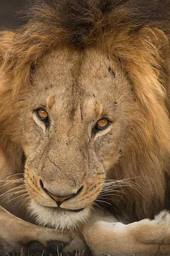 close up male lion