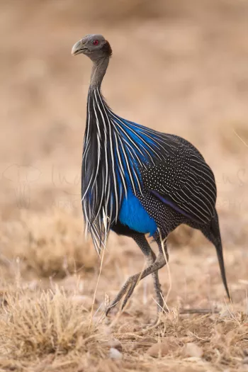 Vulturine Guineafowl in dry grass