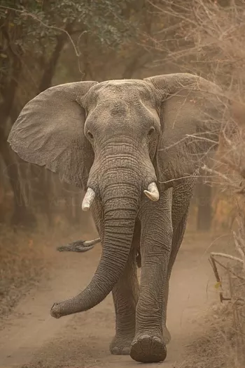 elephant with flapping ears coming towards us
