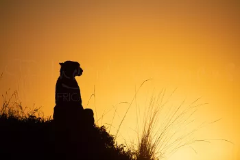 silhouet cheetah sunrise