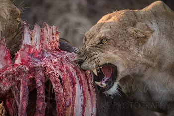 lion eating her prey