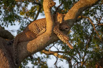 leopard lying in tree
