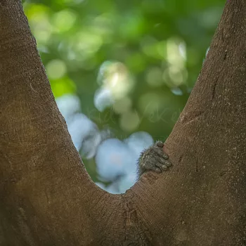 close-up van handje van aap dat zich vastklampt aan de boom