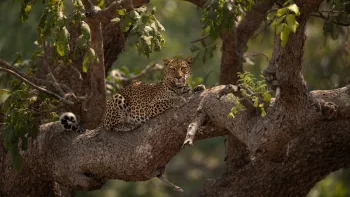 leopard lies in tree