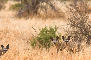 three bat-eared foxes in dry grass