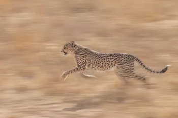 cheetah running in dry grass