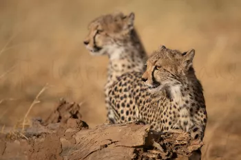 two cheetahs looking for prey