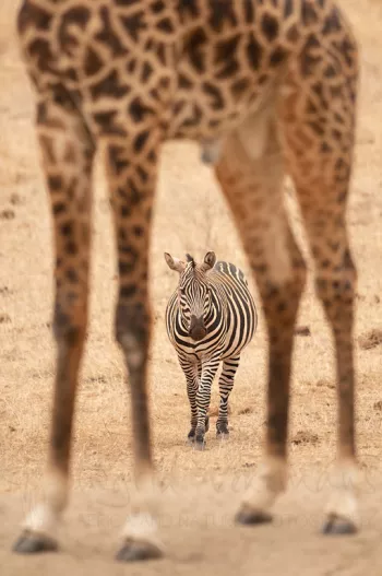 zebra door de poten van een giraf