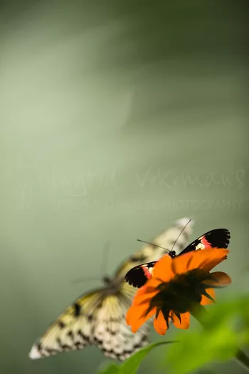 Postbode vlinder zittend op bloem met vliegende Idea leuconoe gordita op de achtergrond