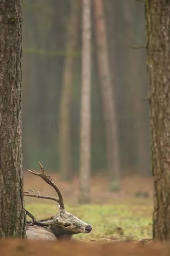 Pater Davidshert die gewei schuurt tegen boom met oogcontact