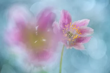 Bosanemonen close-up met bokeh winnaar zilveren medaille Narava Photo Contest