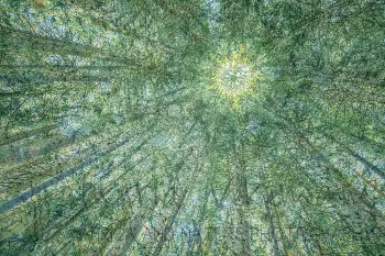 In-camera dark meervoudige belichting DARK van bomen 