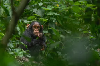 Baby chimpansee zit op de grond van het woud met gele vlinder die boven hem vliegt