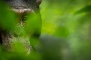 Grote close-up van chimpansee met oogcontact doorheen vage groene vegetatie
