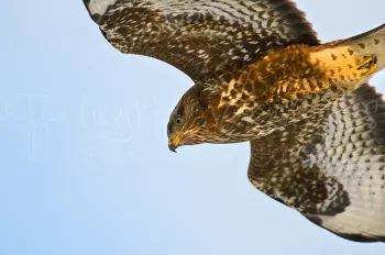 Common Buzzard flying in close-up