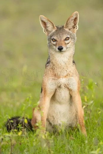 Jakhals close-up in Ndutu in Tanzania