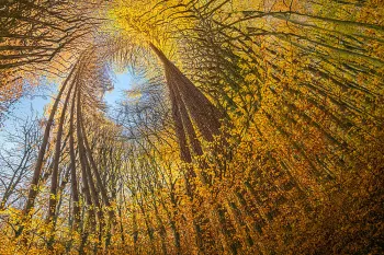 In-camera dark meervoudige belichting DARK van bomen 