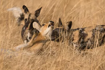 Afrikaanse wilde honden doden puku in South Luangwa tijdens 'Exclusief South Luangwa' fotosafari