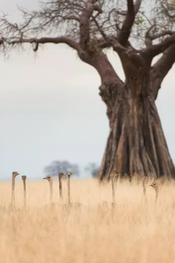 Struisvogelkuikens liggend in lang gras onder baobab