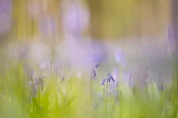 Boshyacinten in het Hallerbos in 2014