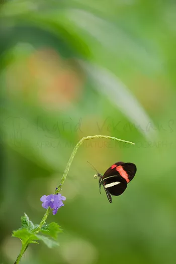 vlinder vliegt naar paarse bloem