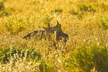 Paar zadeljakhalzen spelen in gras bij zonsopgang in Etosha