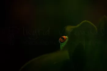 Oog van roodoogmaki achter blad