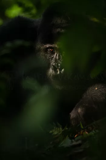 Close-up van silverback gorilla half bedekt door vegetatie met één oog in het zonlicht