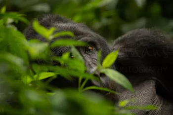 Gorilla kijkt met één oog door vegetatie in close-up in oerwoudomgeving