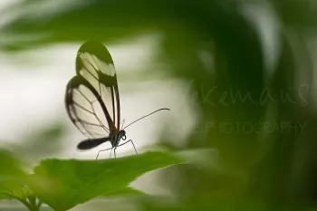 Greta oto of Glasswing in vlinderkast