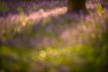 boshyacinten in hallerbos