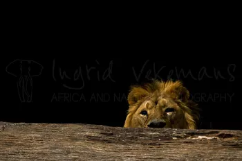 Aziatische of perzische mannelijke leeuw zich verschuilend achter boomstam