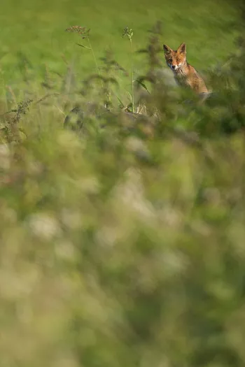 Young fox overlooking den area