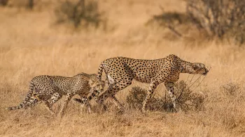 Jachtluipaard op jacht met jongen in Samburu tijdens fotosafari Ongerept Afrika