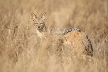 Jakhals in het gras in Tsavo West tijdens 'Over Maneaters en Rode Olifanten' fotosafari