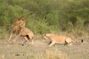 Koppel van leeuwen spelen