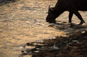 buffel drinkt water aan de rivier in Tsavo