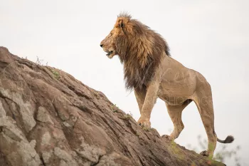 mannelijke leeuw staat trots op rots