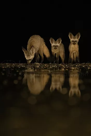 Drie grootoorvossen in het donker drinkend aan een waterplas met weerspiegeling