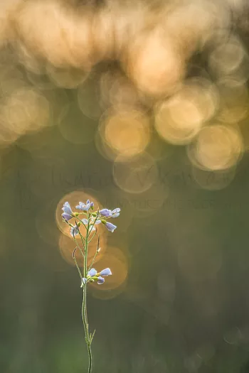Pinksterbloem bij zonsopgang