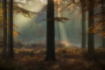 Meervoudige belichting bos 