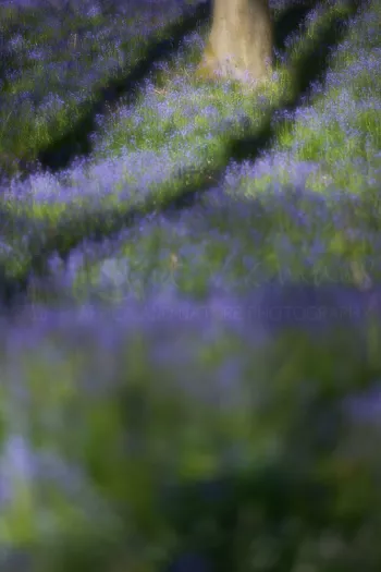 Meervoudige belichting boshyacinten