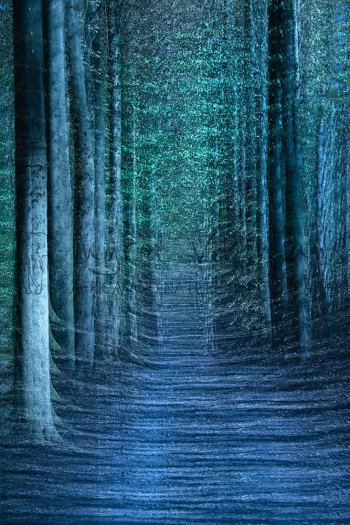 Meervoudige belichting bos 