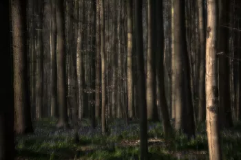 Meervoudige belichting bos 