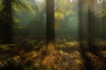 Meervoudige belichting bos 