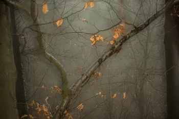 Meervoudige belichting bos 